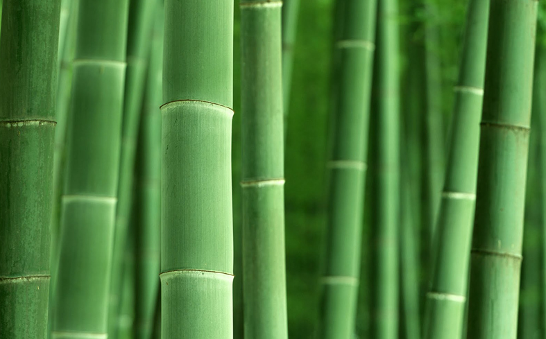 bambu namony